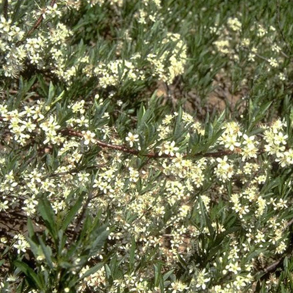 Prunus pumila - Sand Cherry - 3 Gallon Pot