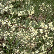 Load image into Gallery viewer, Prunus pumila - Sand Cherry - 3 Gallon Pot
