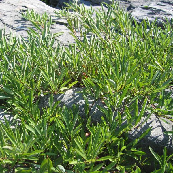 Prunus pumila - Sand Cherry - 3 Gallon Pot