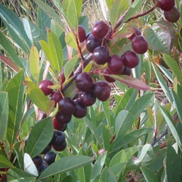 Prunus pumila - Sand Cherry - 3 Gallon Pot