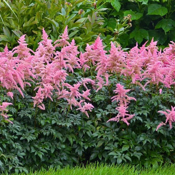 Astilbe 'Bressingham Beauty' - 2 Gallon