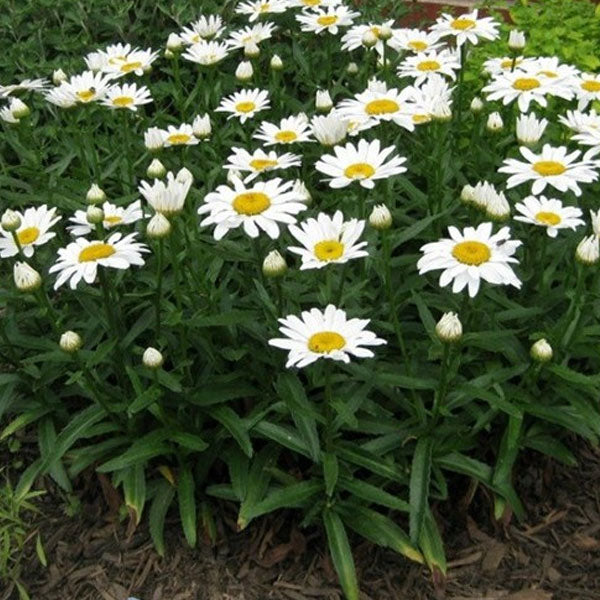 Leucanthemum 'Snowcap' - 2 Gallon Pot