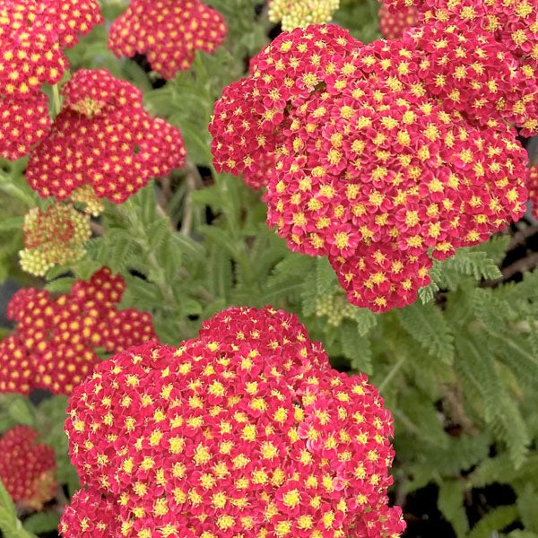 Achillea 'Strawberry Seduction'
