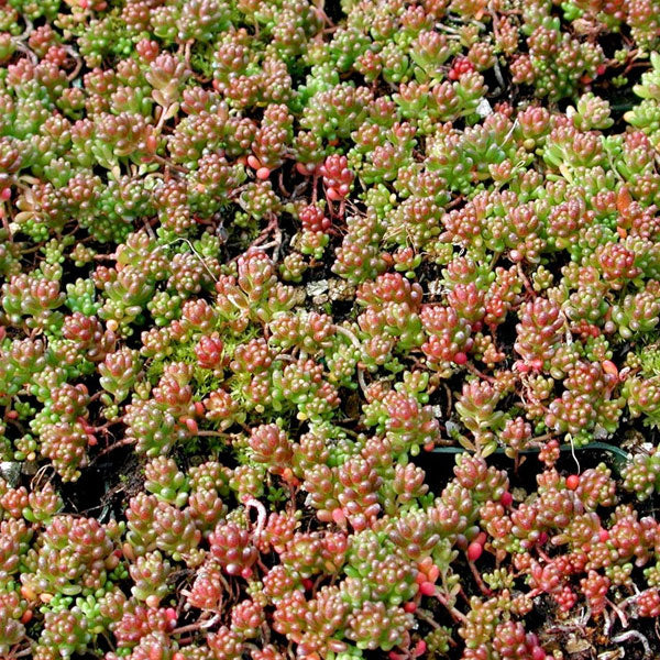 Sedum album 'Coral Carpet'