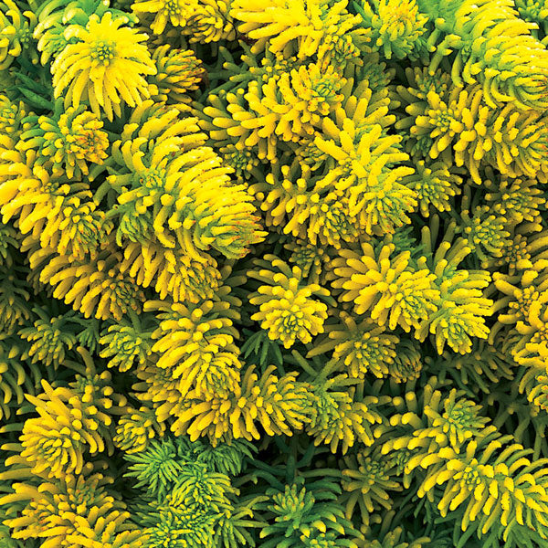 Sedum rupestre 'Angelina' - 1 Gallon Pot