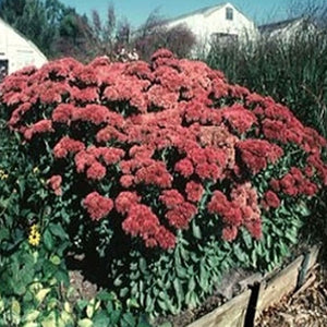 Sedum 'Autumn Fire' - 2 Gallon Pot