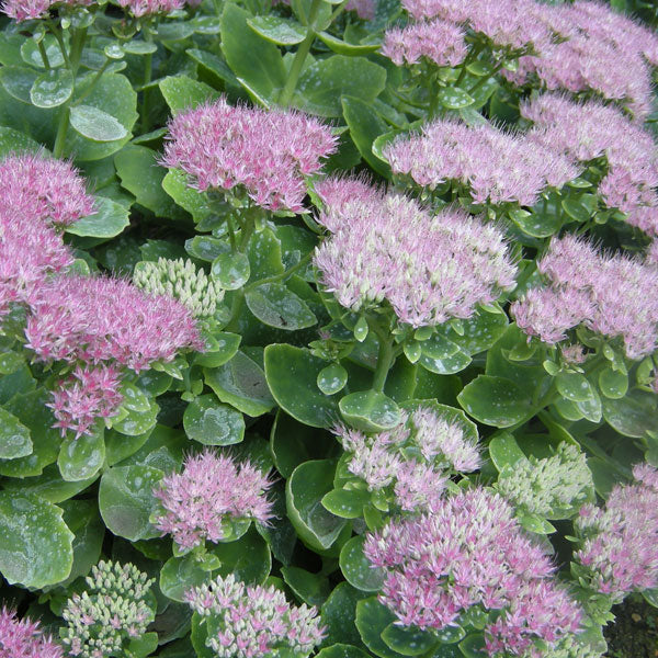 Sedum 'Brilliant' - 2 Gallon Pot