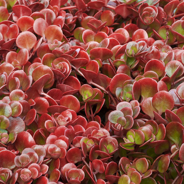 Sedum tetractinum 'Coral Reef'