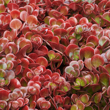 Load image into Gallery viewer, Sedum tetractinum &#39;Coral Reef&#39;
