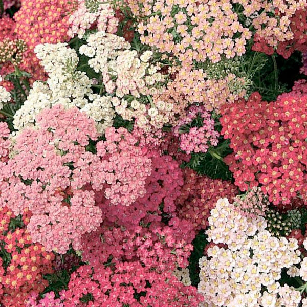 Achillea 'Summer Berries'