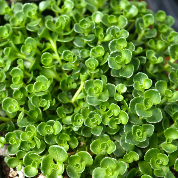 Sedum spurium 'John Creech'