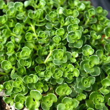 Load image into Gallery viewer, Sedum spurium &#39;John Creech&#39; - 1 Gallon Pot
