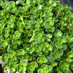 Sedum spurium 'John Creech' - 1 Gallon Pot