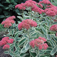 Load image into Gallery viewer, Sedum &#39;Autumn Charm&#39; - 2 Gallon Pot
