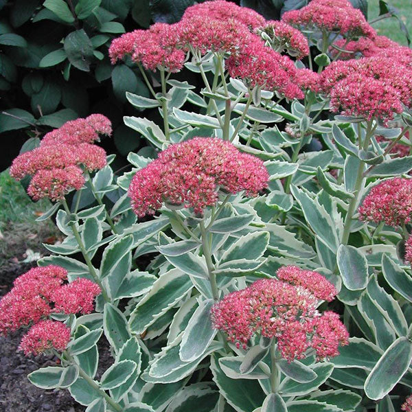 Sedum 'Autumn Charm' - 2 Gallon Pot