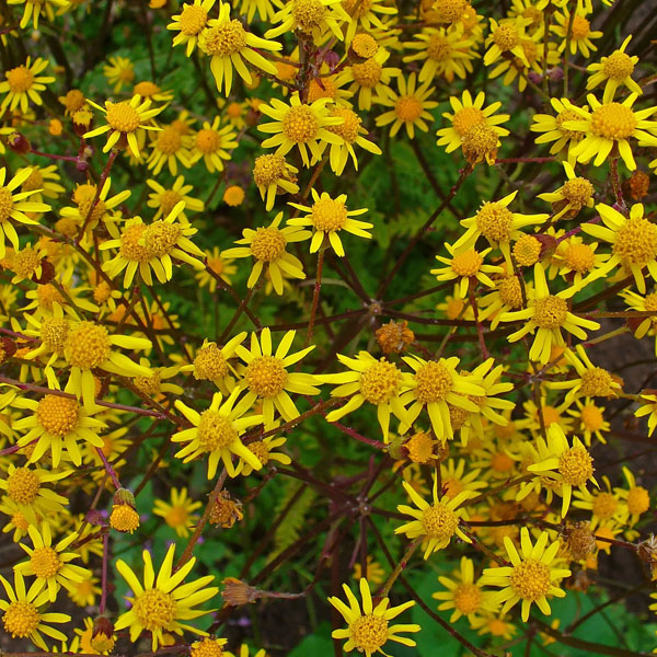 Packera aurea - 1 Gallon Pot