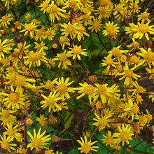 Load image into Gallery viewer, Packera aurea - 1 Gallon Pot
