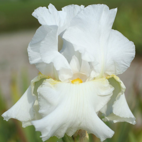 Iris germanica 'Glowing Seraphin' - 1 Gallon Pot