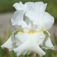 Load image into Gallery viewer, Iris germanica &#39;Glowing Seraphin&#39; - 1 Gallon Pot
