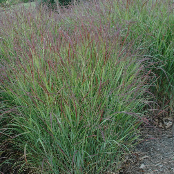 Panicum 'Shenandoah'