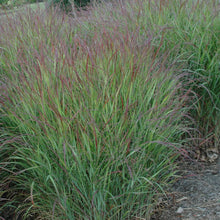 Load image into Gallery viewer, Panicum &#39;Shenandoah&#39;
