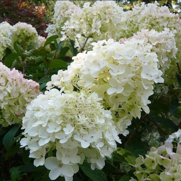 Hydrangea paniculata 'Silver Dollar' - 5 Gallon Pot