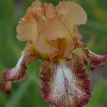 Load image into Gallery viewer, Iris germanica &#39;Siva Siva&#39; - 1 Gallon Pot
