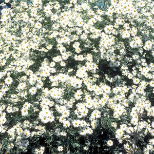 Boltonia asteroides 'Snowbank' - 2 Gallon Pot