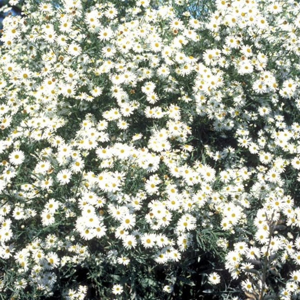 Boltonia asteroides 'Snowbank' - 2 Gallon Pot
