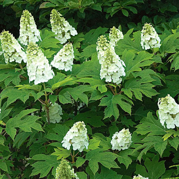 Hydrangea quercifolia 'Snow Queen'