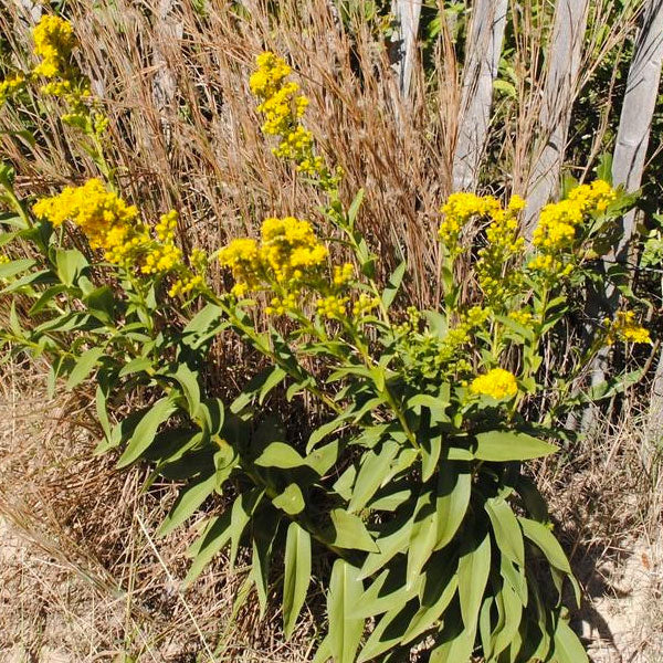 Solidago sempervirens
