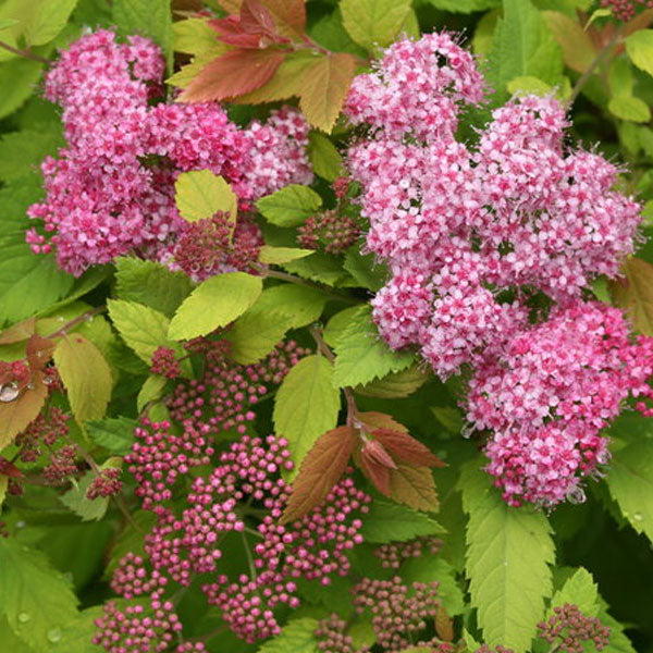 Spiraea japonica 'Double Play Big Bang'® - 3 Gallon Pot