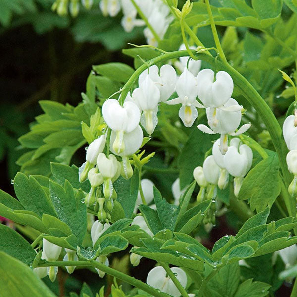 Dicentra spectabilis 'Alba'