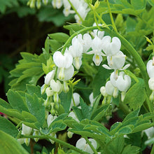 Load image into Gallery viewer, Dicentra spectabilis &#39;Alba&#39;
