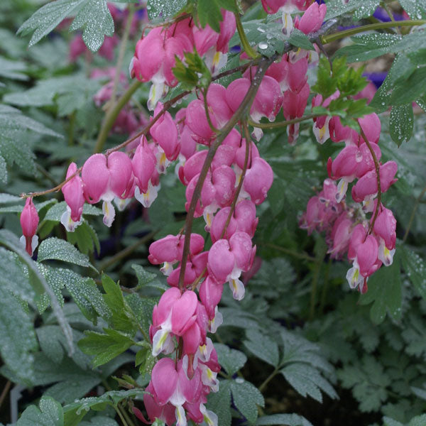 Dicentra spectabilis