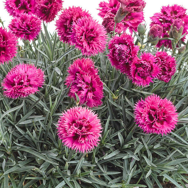 Dianthus FRUIT PUNCH® 'Spiked Punch' - 1 Gallon Pot