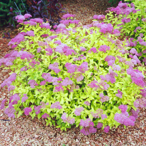 Spiraea japonica 'Goldmound' - 3 Gallon Pot