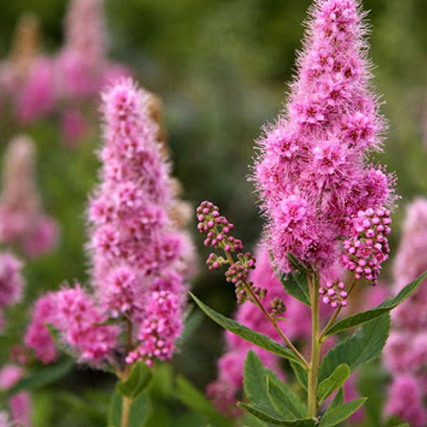 Spiraea tomentosa - 3 Gallon Pot