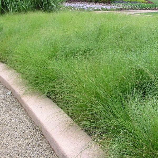 Sporobolus heterlepis