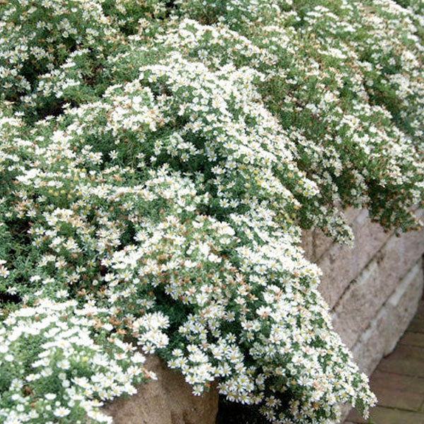 Aster ericoides 'Snow Flurry'