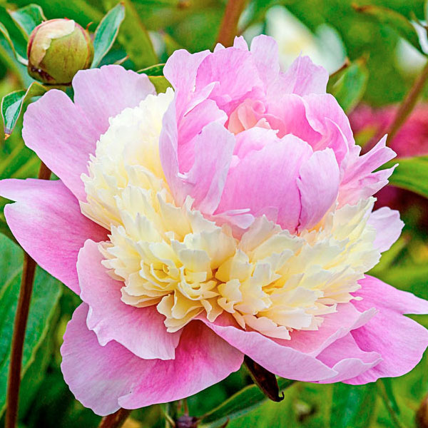 Peony 'Sorbet' - 2 Gallon Pot