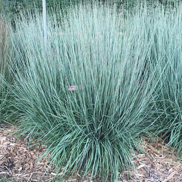 Schizachyrium 'Standing Ovation'