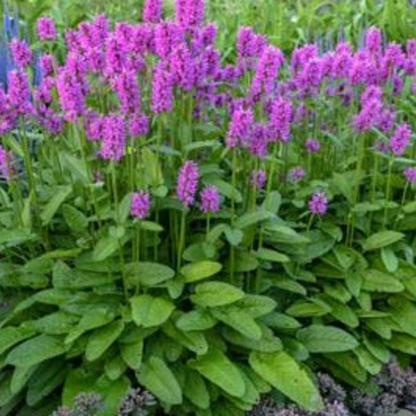 Stachys officinalis 'Hummelo' - 2 Gallon Pot