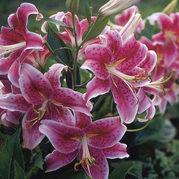 Lilium oriental 'Stargazer' - 2 Gallon Pot