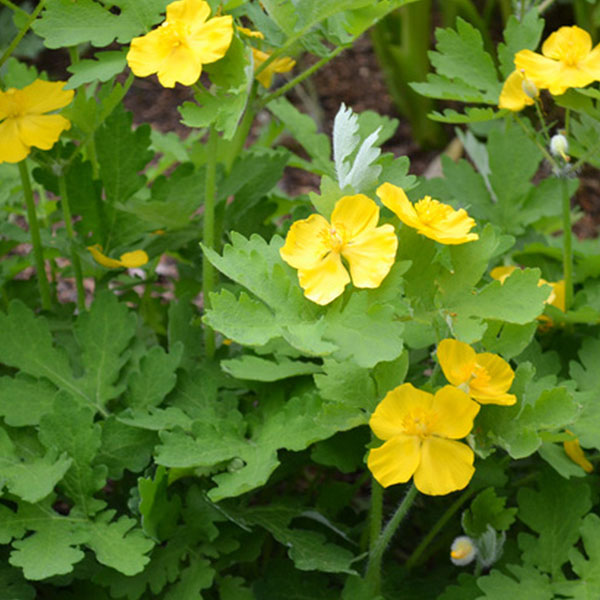 Stylophorum diphyllum 'Wood Poppy'