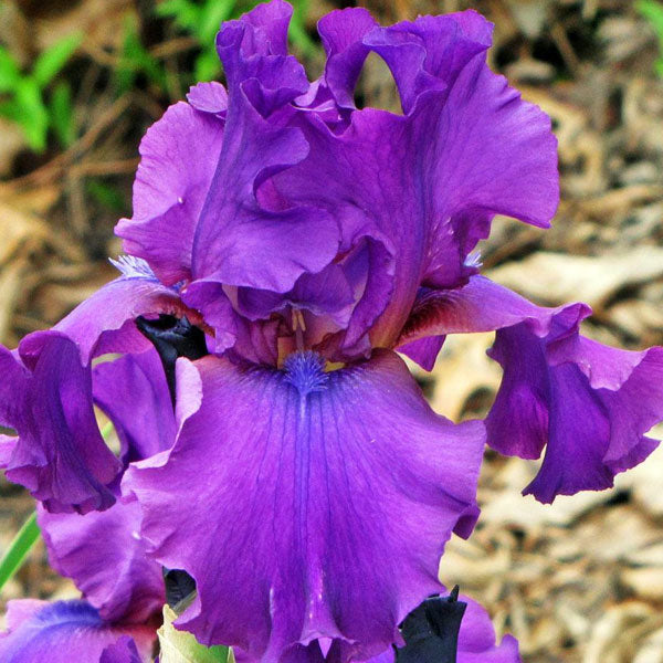 Iris germanica 'Sultry Mood' - 1 Gallon Pot