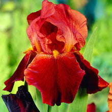 Load image into Gallery viewer, Iris germanica &#39;Sultan&#39;s Palace&#39; - 1 Gallon Pot
