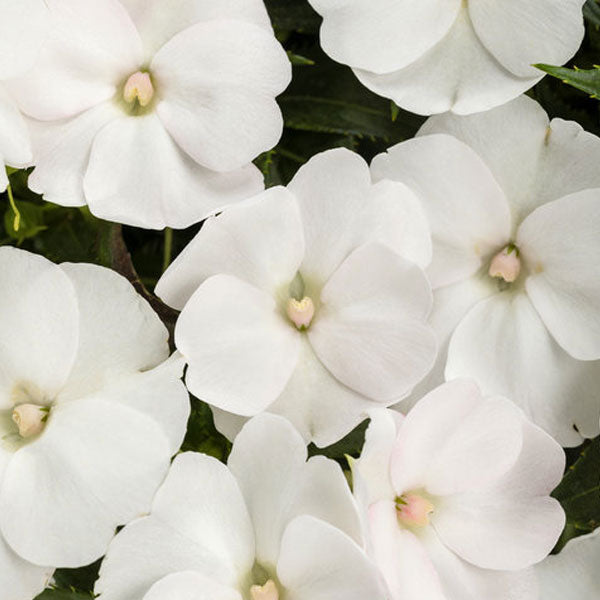 SunPatiens® Compact White - 5" Pot