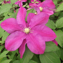 Load image into Gallery viewer, Clematis &#39;Sunset&#39; - 3 Gallon Trellised Pot
