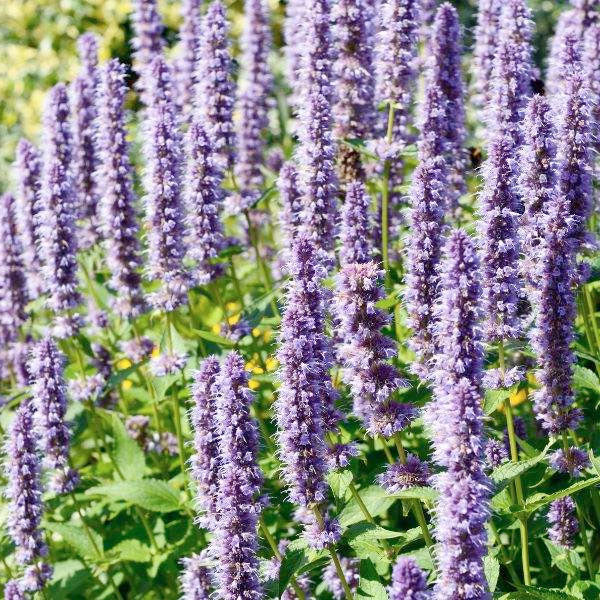 Agastache rugosa - 2 Gallon Pot
